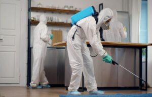 Rodent Infestations in Kent: Signs, Controlling Infestations, & More