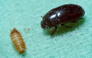 The Great Escape: How to Prevent Escapes in Your Dermestid Beetle Enclosure