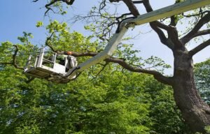 The Complete Guide to Residential Tree Services