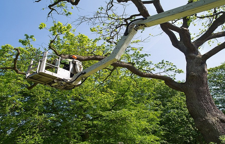 tree service vallejo